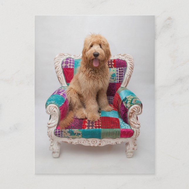 Getty Images | Cute Goldendoodle Postcard (Front)