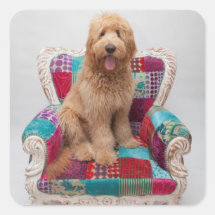 Getty Images   Cute Goldendoodle Square Sticker