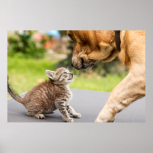 Getty Images   Dog & Cat In Love Poster