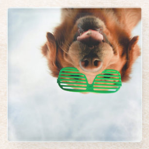 Getty Images   Dog With Glasses Glass Coaster