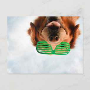 Getty Images Dog With Glasses Postcard