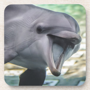 Getty Images   Dolphin Coaster