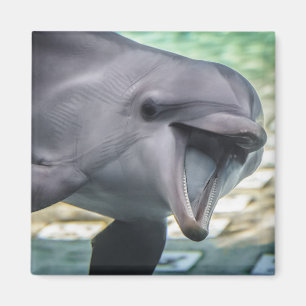 Getty Images Dolphin Magnet