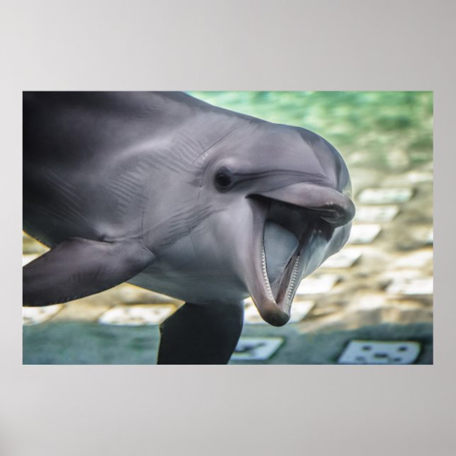 Getty Images | Dolphin Poster (Front)