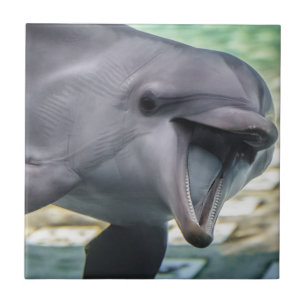Getty Images   Dolphin Tile