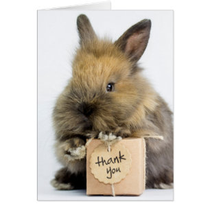 Getty Images   Dwarf Rabbit