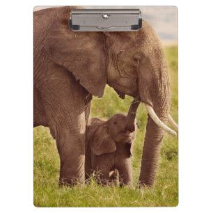 Getty Images   Elephant & Baby Clipboard