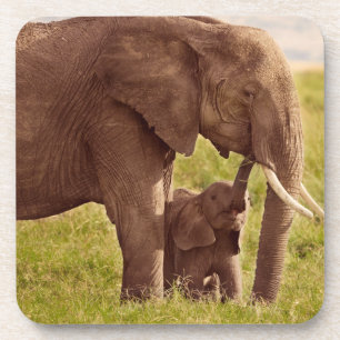 Getty Images Elephant & Baby Coaster