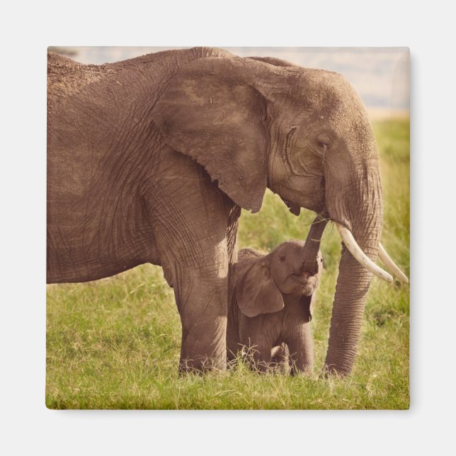 Getty Images | Elephant & Baby Magnet (Front)