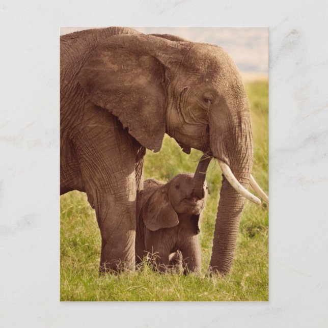 Getty Images | Elephant & Baby Postcard (Front)