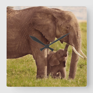Getty Images   Elephant & Baby Square Wall Clock