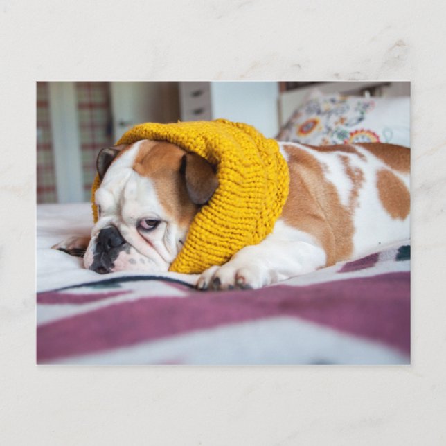 Getty Images | English Bulldog Postcard (Front)