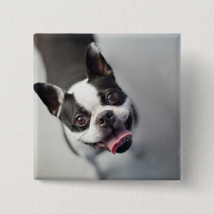 Getty Images French Bulldog 15 Cm Square Badge