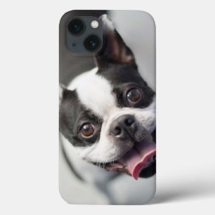 Getty Images French Bulldog iPhone 13 Case