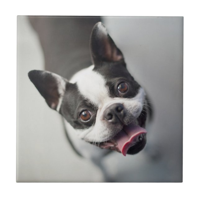 Getty Images | French Bulldog Ceramic Tile (Front)