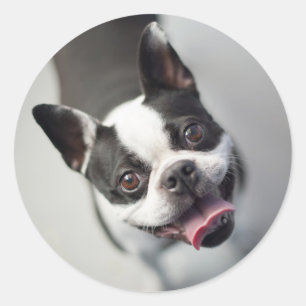 Getty Images   French Bulldog Classic Round Sticker