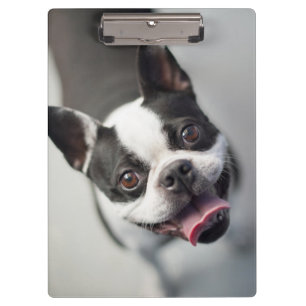 Getty Images French Bulldog Clipboard
