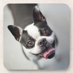Getty Images French Bulldog Coaster