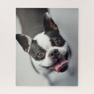 Getty Images   French Bulldog Jigsaw Puzzle