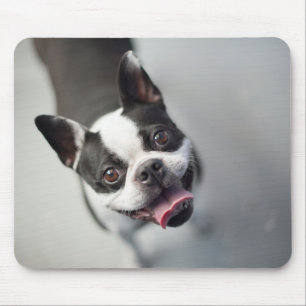 Getty Images French Bulldog Mouse Pad
