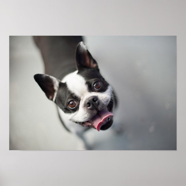 Getty Images | French Bulldog Poster (Front)