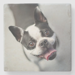 Getty Images French Bulldog Stone Coaster