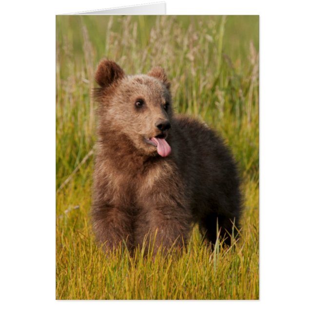 Getty Images | Funny Baby Bear (Front)