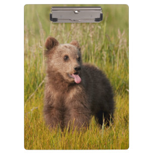 Getty Images Funny Baby Bear Clipboard