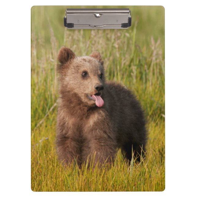 Getty Images | Funny Baby Bear Clipboard (Front)
