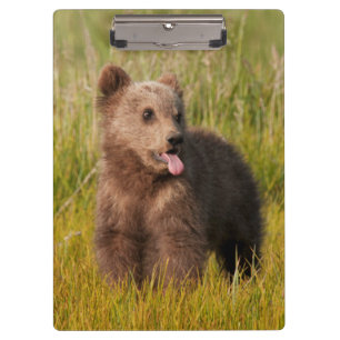 Getty Images Funny Baby Bear Clipboard