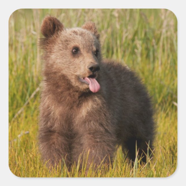Getty Images | Funny Baby Bear Square Sticker (Front)