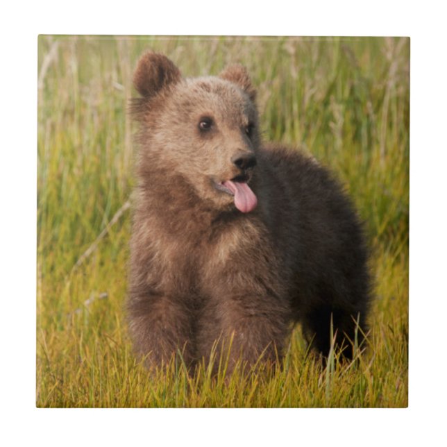 Getty Images | Funny Baby Bear Tile (Front)
