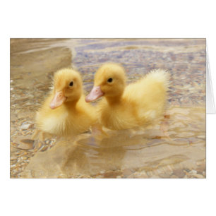 Getty Images Fuzzy Yellow Ducklings