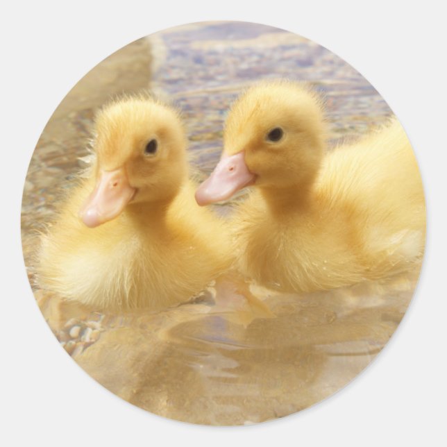 Getty Images | Fuzzy Yellow Ducklings Classic Round Sticker (Front)