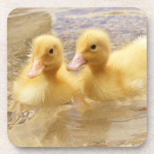 Getty Images Fuzzy Yellow Ducklings Coaster