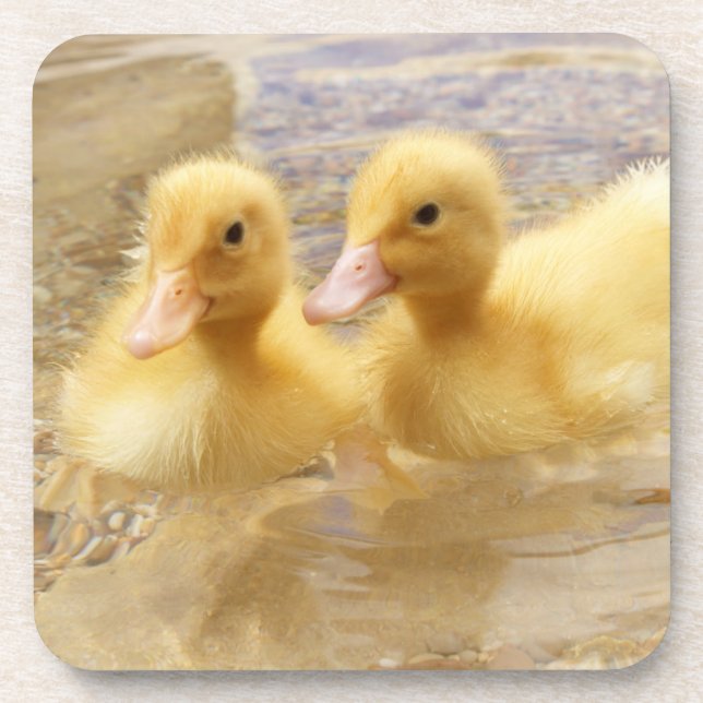 Getty Images | Fuzzy Yellow Ducklings Coaster (Front)