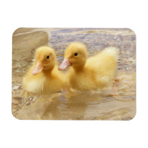 Getty Images Fuzzy Yellow Ducklings Magnet