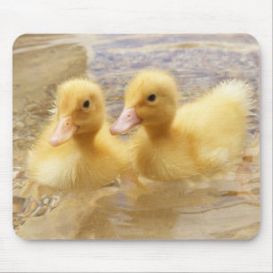 Getty Images Fuzzy Yellow Ducklings Mouse Pad