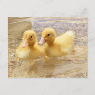 Getty Images   Fuzzy Yellow Ducklings Postcard