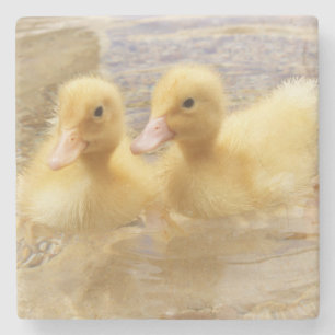Getty Images   Fuzzy Yellow Ducklings Stone Coaster