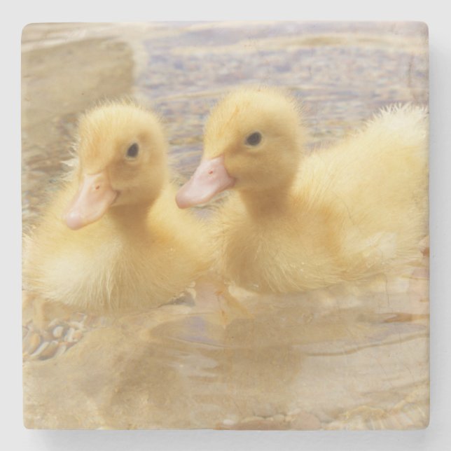 Getty Images | Fuzzy Yellow Ducklings Stone Coaster (Front)