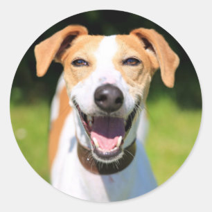 Getty Images   Laughing Dog Classic Round Sticker