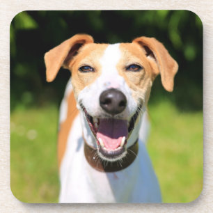 Getty Images Laughing Dog Coaster
