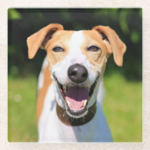 Getty Images   Laughing Dog Glass Coaster