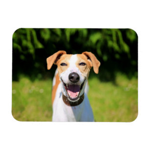 Getty Images Laughing Dog Magnet