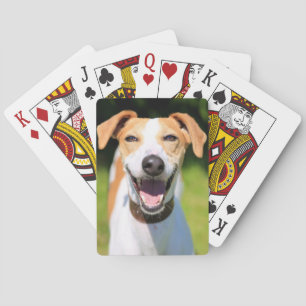 Getty Images   Laughing Dog Playing Cards