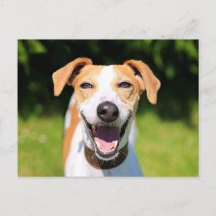 Getty Images Laughing Dog Postcard
