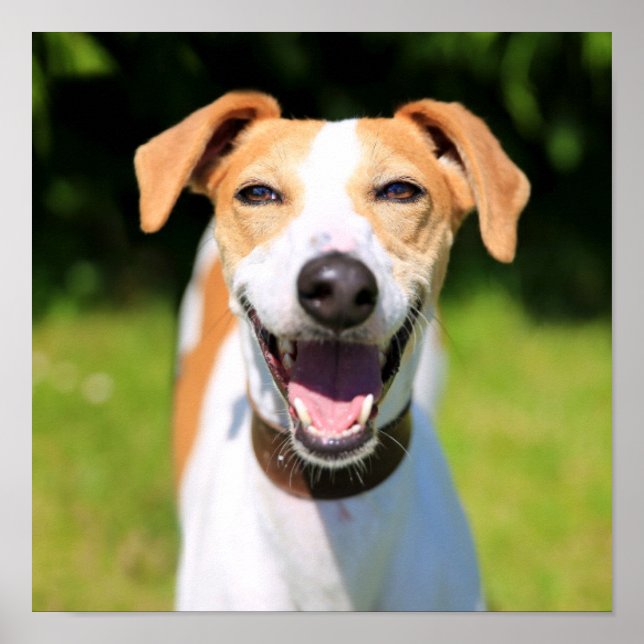 Getty Images | Laughing Dog Poster (Front)