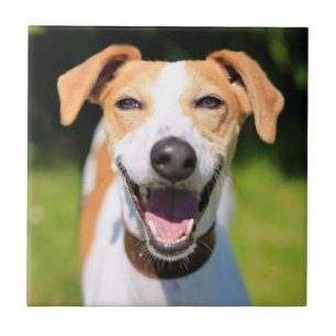 Getty Images   Laughing Dog Tile