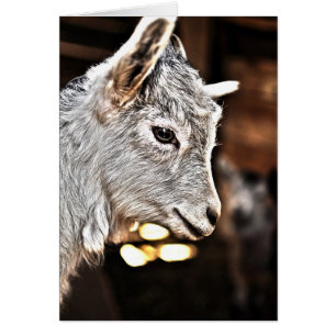 Getty Images Little Goat